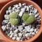 Combination Succulents Garden Plants 200 Seeds