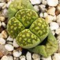 Combination Succulents Garden Plants 200 Seeds