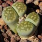 Combination Succulents Garden Plants 200 Seeds