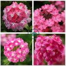 Pink Garden Verbena Perennial Herb Flower 100  Seeds