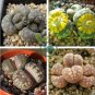 LITHOPS otzeniana Succulents Garden Plants 200 Seeds