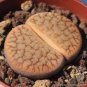 Lithops pseudotruncatella C357 Garden Plants 200 Seeds