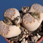 Lithops julii C218A Succulents Garden Plants 200 Seeds