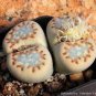 Lithops julii C218A Succulents Garden Plants 200 Seeds