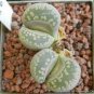 Lithops otzeniana green attempts Succulents Garden Plants 200 Seeds