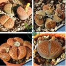 LITHOPS aucampiae C46 Succulents Garden Plants 200 Seeds