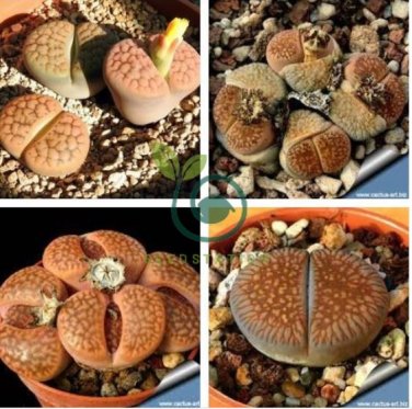 LITHOPS aucampiae C46 Succulents Garden Plants 200 Seeds