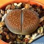 LITHOPS aucampiae C46 Succulents Garden Plants 200 Seeds