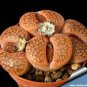 LITHOPS aucampiae C46 Succulents Garden Plants 200 Seeds