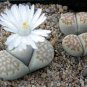 Lithops julii C161 Succulents Garden Plants 200 Seeds
