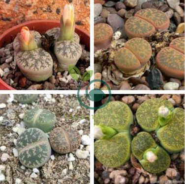 LITHOPS lesliei mix Succulents Garden Plants 200 Seeds