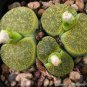 LITHOPS lesliei mix Succulents Garden Plants 200 Seeds