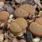 LITHOPS lesliei mix Succulents Garden Plants 200 Seeds