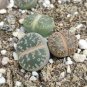 LITHOPS lesliei mix Succulents Garden Plants 200 Seeds