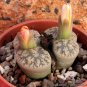 LITHOPS lesliei mix Succulents Garden Plants 200 Seeds