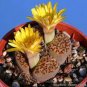 Lithops bromfieldii C348 Succulents Garden Plants 200 Seeds