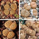 Lithops bromfieldii C382 Succulents Garden Plants 200 Seeds