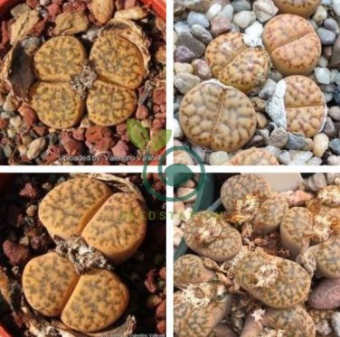 Lithops bromfieldii C382 Succulents Garden Plants 200 Seeds