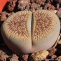 LITHOPS aucampiae C298 Succulents Garden Plants 200 Seeds