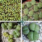Lithops C56A Succulents Garden Plants 200 Seeds