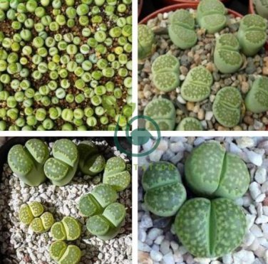 Lithops C56A Succulents Garden Plants 200 Seeds