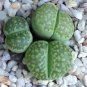 Lithops C56A Succulents Garden Plants 200 Seeds