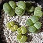 Lithops C56A Succulents Garden Plants 200 Seeds