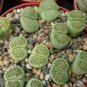 Lithops C56A Succulents Garden Plants 200 Seeds