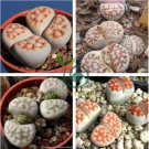 Lithops karasmonta Succulents Garden Plants 200 Seeds