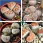 Lithops karasmonta Succulents Garden Plants 200 Seeds