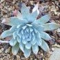 Dudleya anthonyi 'Mision' Succulents Garden Plants 40 Seeds