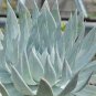 Dudleya brittonii Succulents Garden Plants 40 Seeds