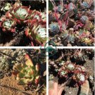 Dudleya abramsii Succulents Garden Plants 40 Seeds