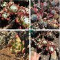 Dudleya abramsii Succulents Garden Plants 40 Seeds
