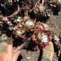 Dudleya abramsii Succulents Garden Plants 40 Seeds