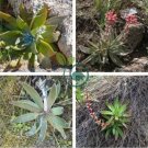 Dudleya lanceolata Succulents Garden Plants 40 Seeds