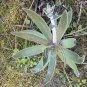 Dudleya lanceolata Succulents Garden Plants 40 Seeds