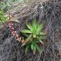 Dudleya lanceolata Succulents Garden Plants 40 Seeds