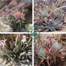 Dudleya collomiae Succulents Garden Plants 40 Seeds
