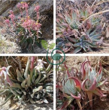Dudleya collomiae Succulents Garden Plants 40 Seeds