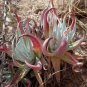 Dudleya collomiae Succulents Garden Plants 40 Seeds