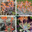 Dudleya cymosa Succulents Garden Plants 40 Seeds