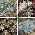 Dudleya Mix Succulents Garden Plants 40 Seeds