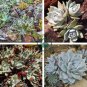 Dudleya Mix Succulents Garden Plants 40 Seeds