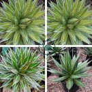 AGAVE impressa Succulents Garden Plants 20 Seeds