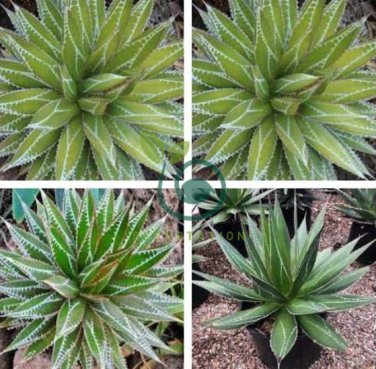 AGAVE impressa Succulents Garden Plants 20 Seeds