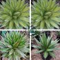 AGAVE impressa Succulents Garden Plants 20 Seeds
