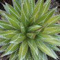 AGAVE impressa Succulents Garden Plants 20 Seeds