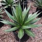 AGAVE impressa Succulents Garden Plants 20 Seeds