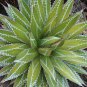 AGAVE impressa Succulents Garden Plants 20 Seeds